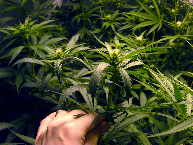 rostliny i květy marihuany